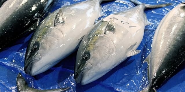 富山のグルメ第15弾は、ひみ寒ぶり漬け（１人前）×２袋